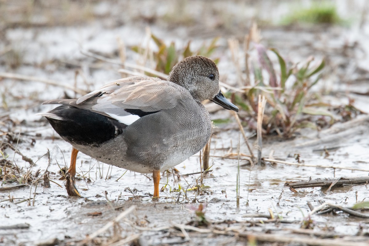 Gadwall - ML616716764