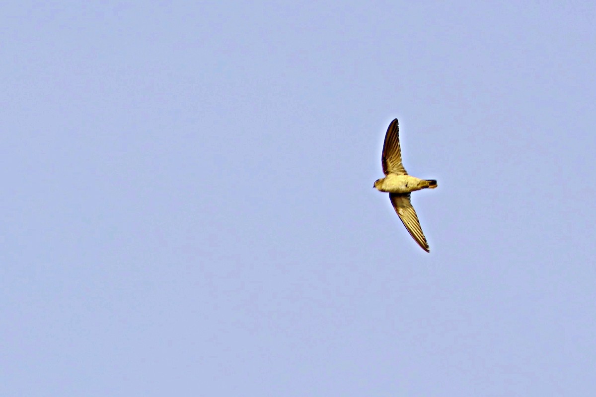 Germain's Swiftlet - ML616716767