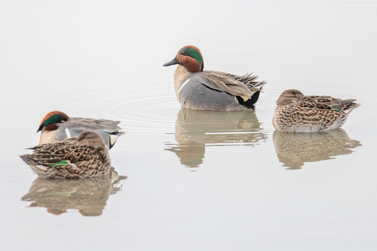 Green-winged Teal - ML616716791
