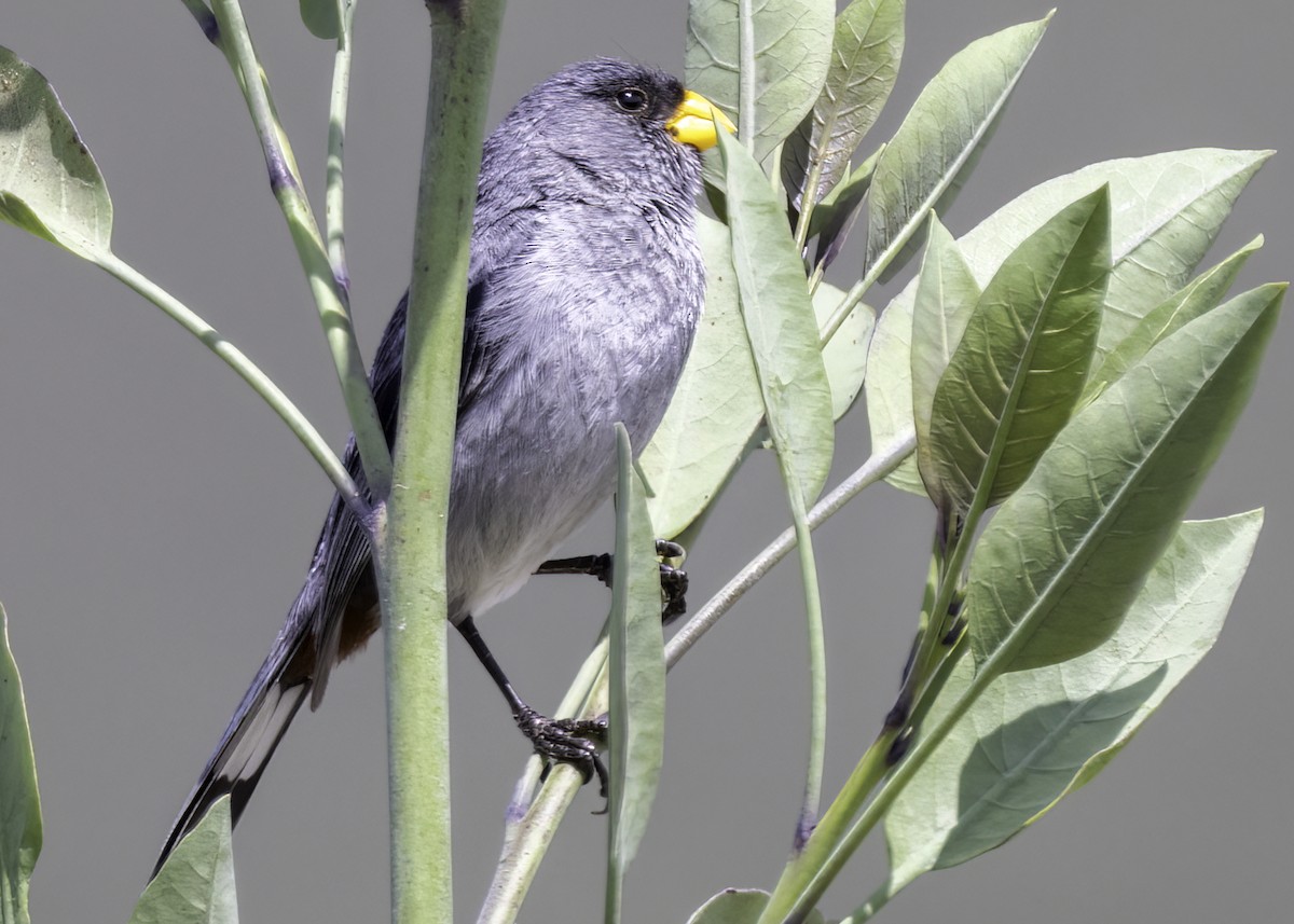 Band-tailed Seedeater - ML616716807