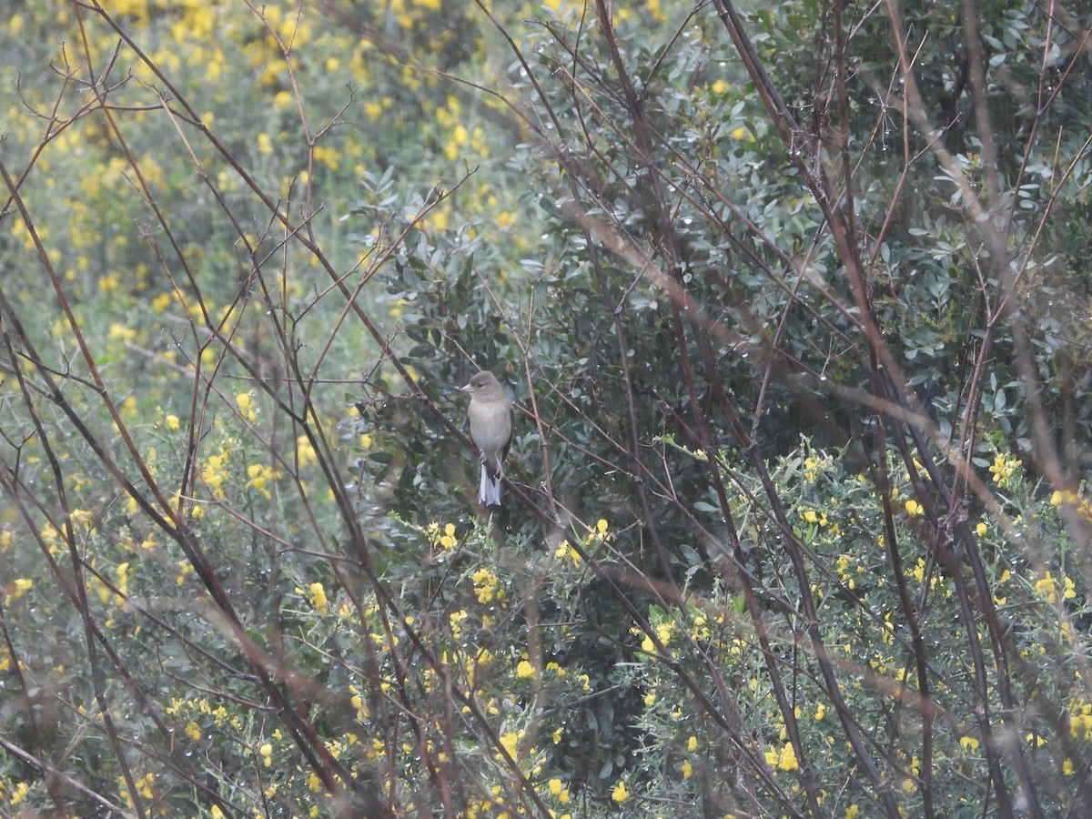 African Chaffinch - ML616716830