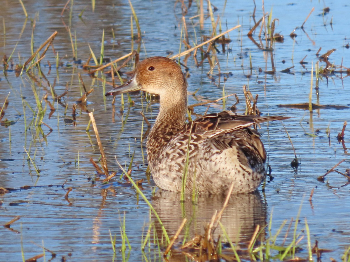 Northern Pintail - ML616716855