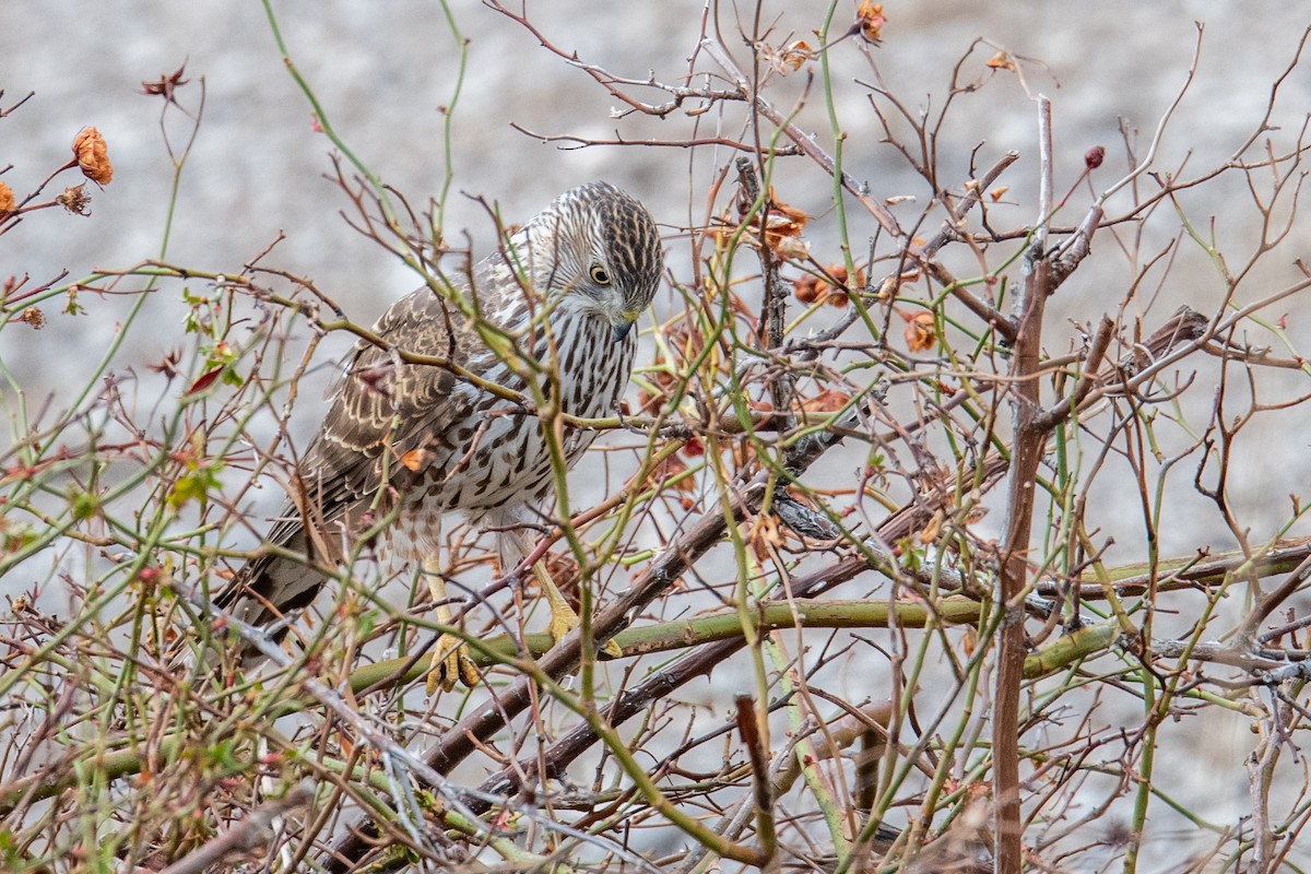 Cooper's Hawk - ML616716884