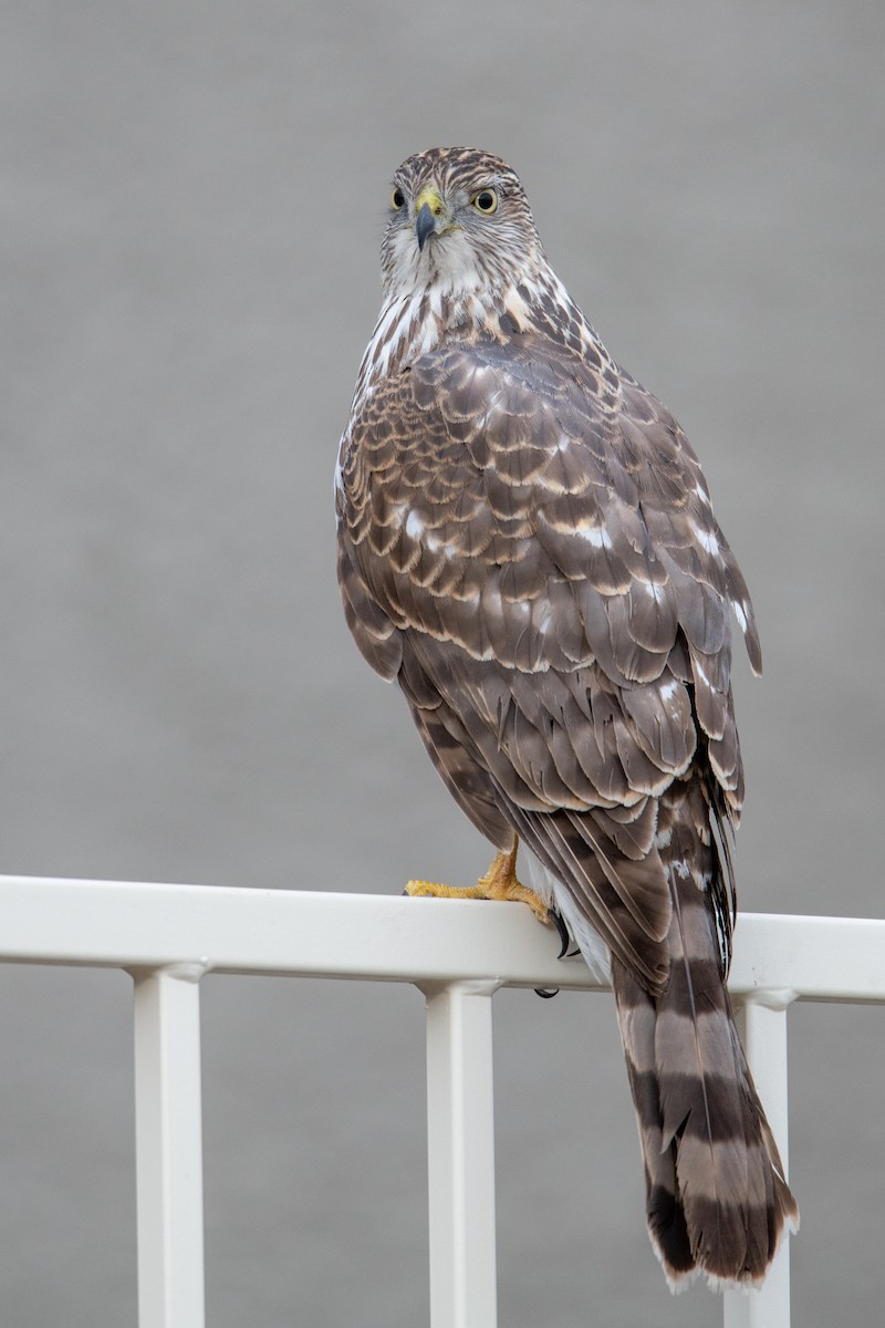 Cooper's Hawk - ML616716885