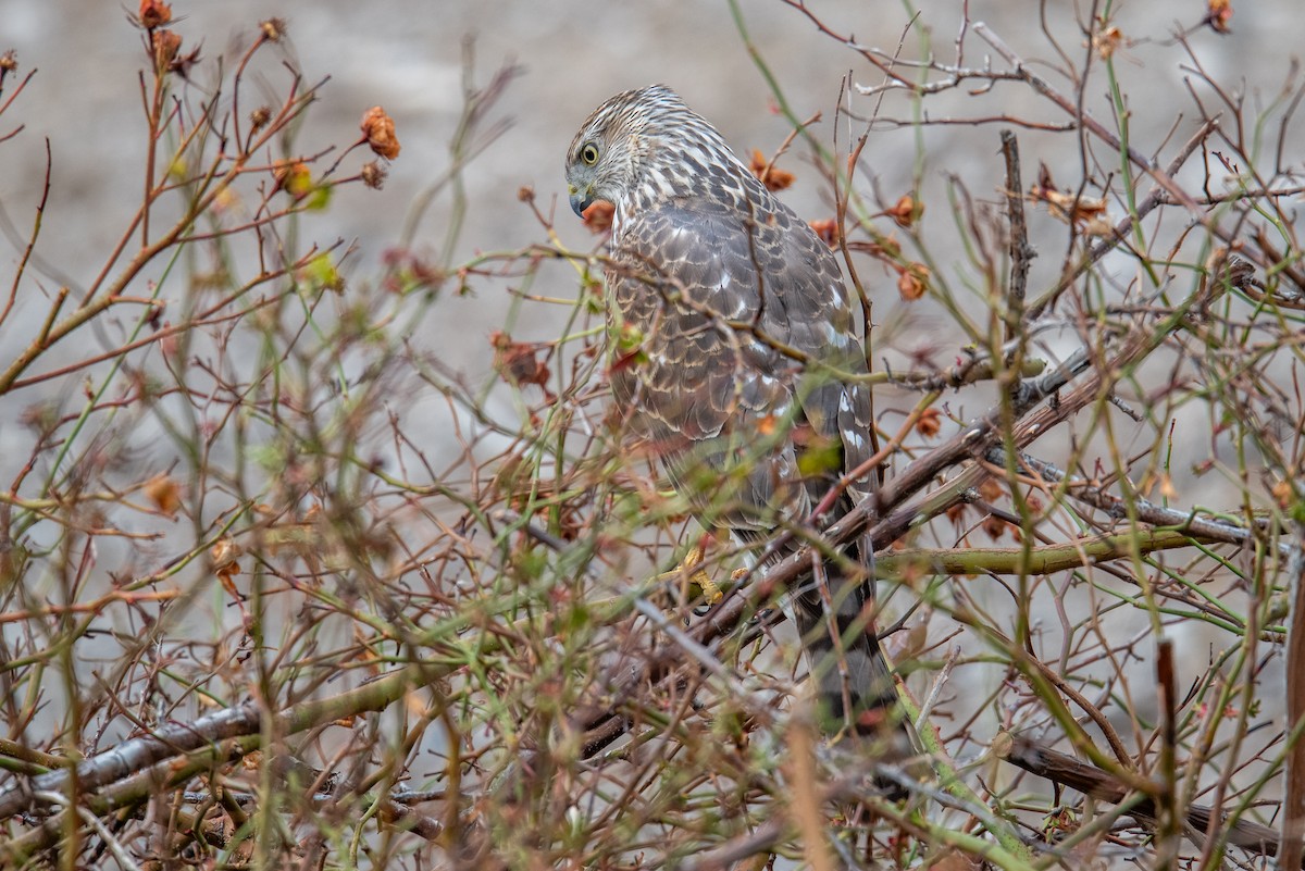 Cooper's Hawk - ML616716886