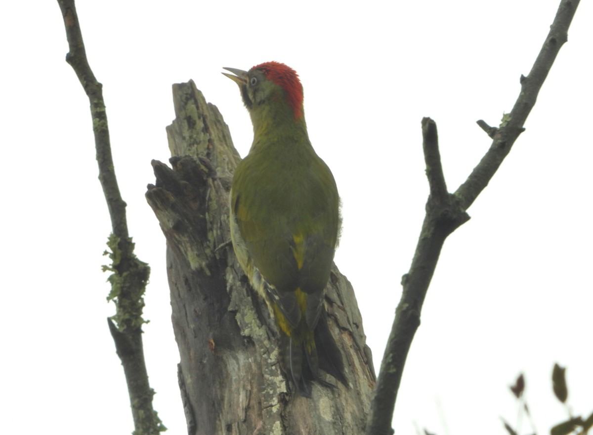 Levaillant's Woodpecker - ML616716923