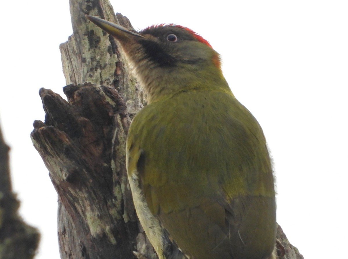 Levaillant's Woodpecker - ML616716924