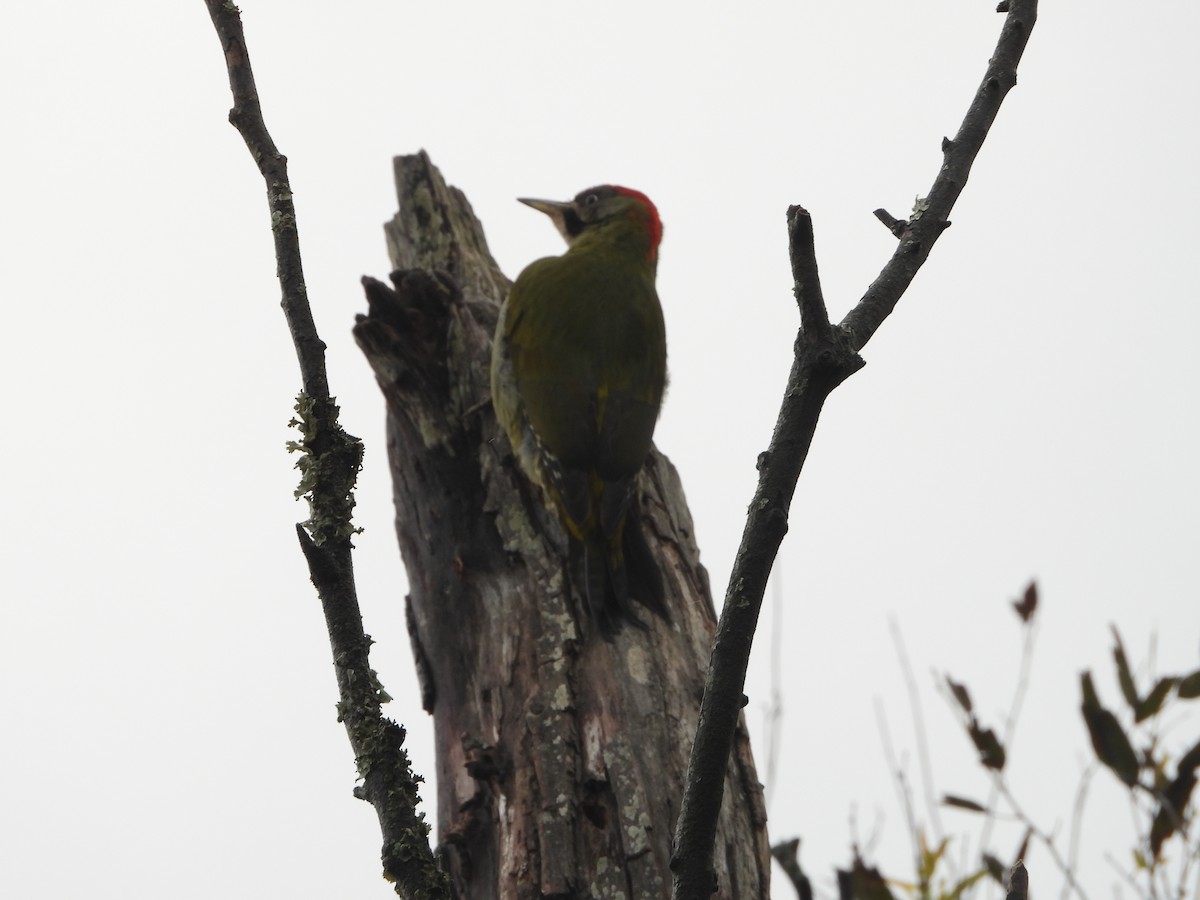 Levaillant's Woodpecker - ML616716926
