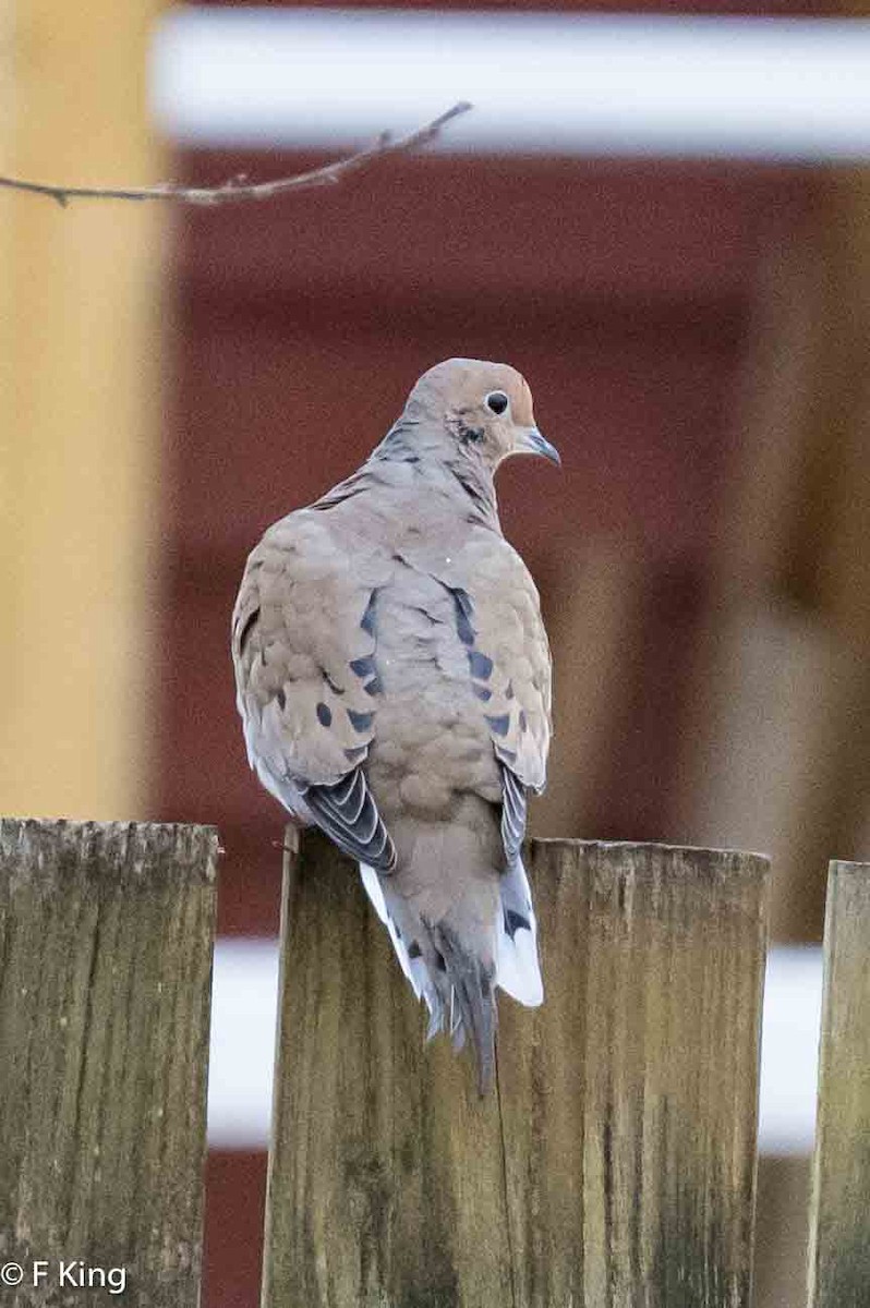 Mourning Dove - ML616716953