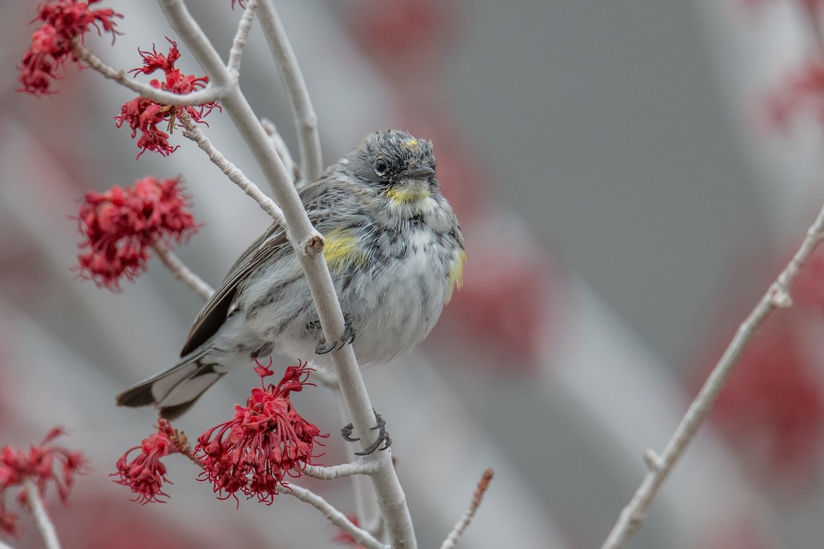Yellow-rumped Warbler (Audubon's) - ML616716963