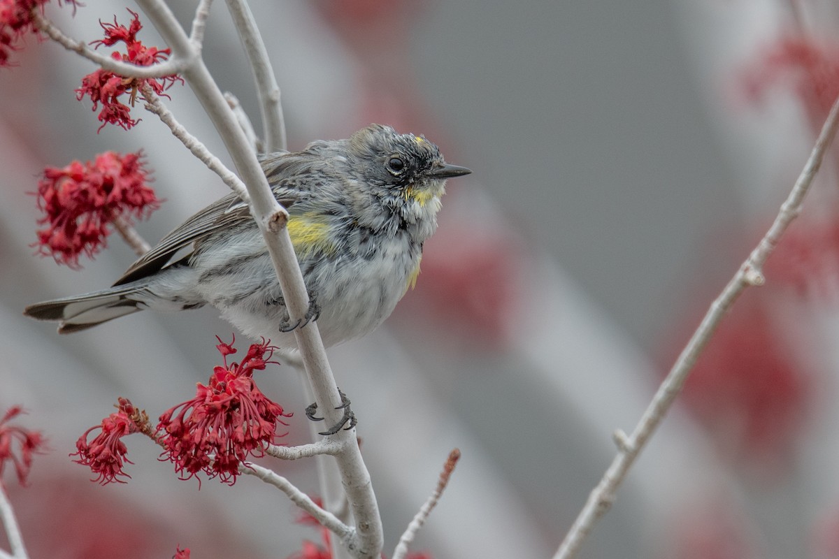 Yellow-rumped Warbler (Audubon's) - ML616716964