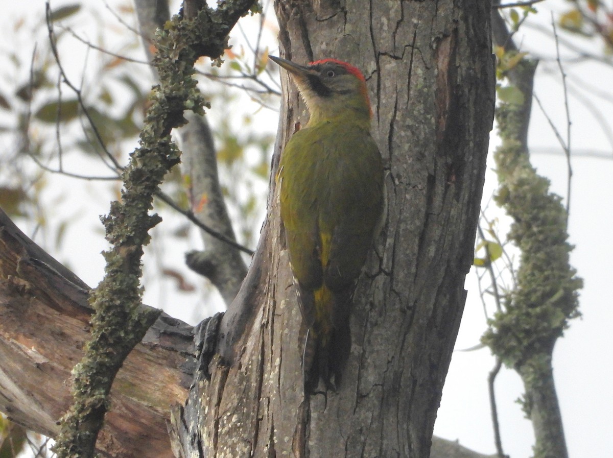 Levaillant's Woodpecker - ML616716965