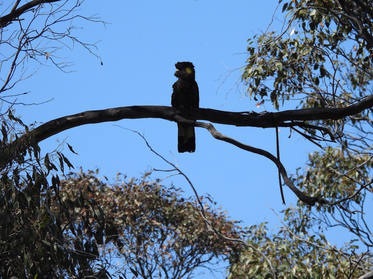 Yellow-tailed Black-Cockatoo - ML616716979