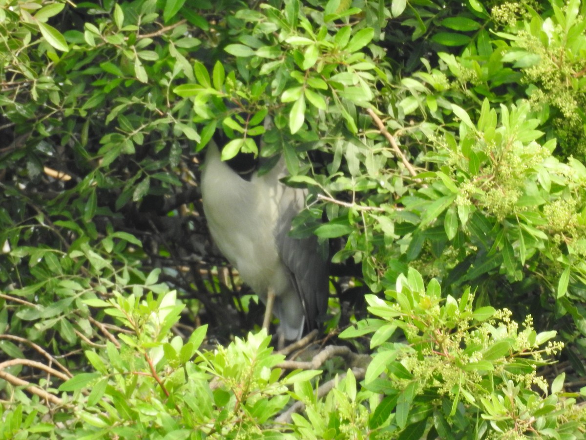 Black-crowned Night Heron - ML616716981