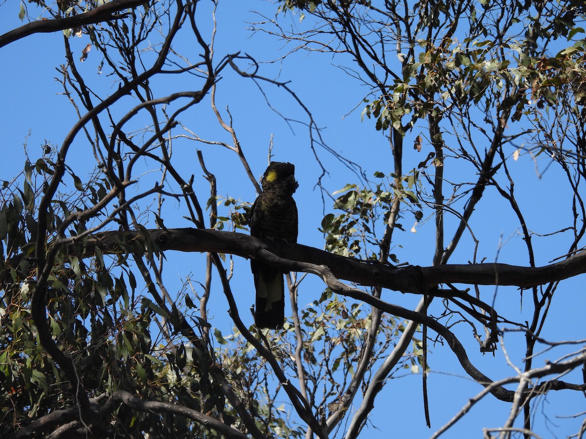 Cacatúa Fúnebre Coliamarilla - ML616716984