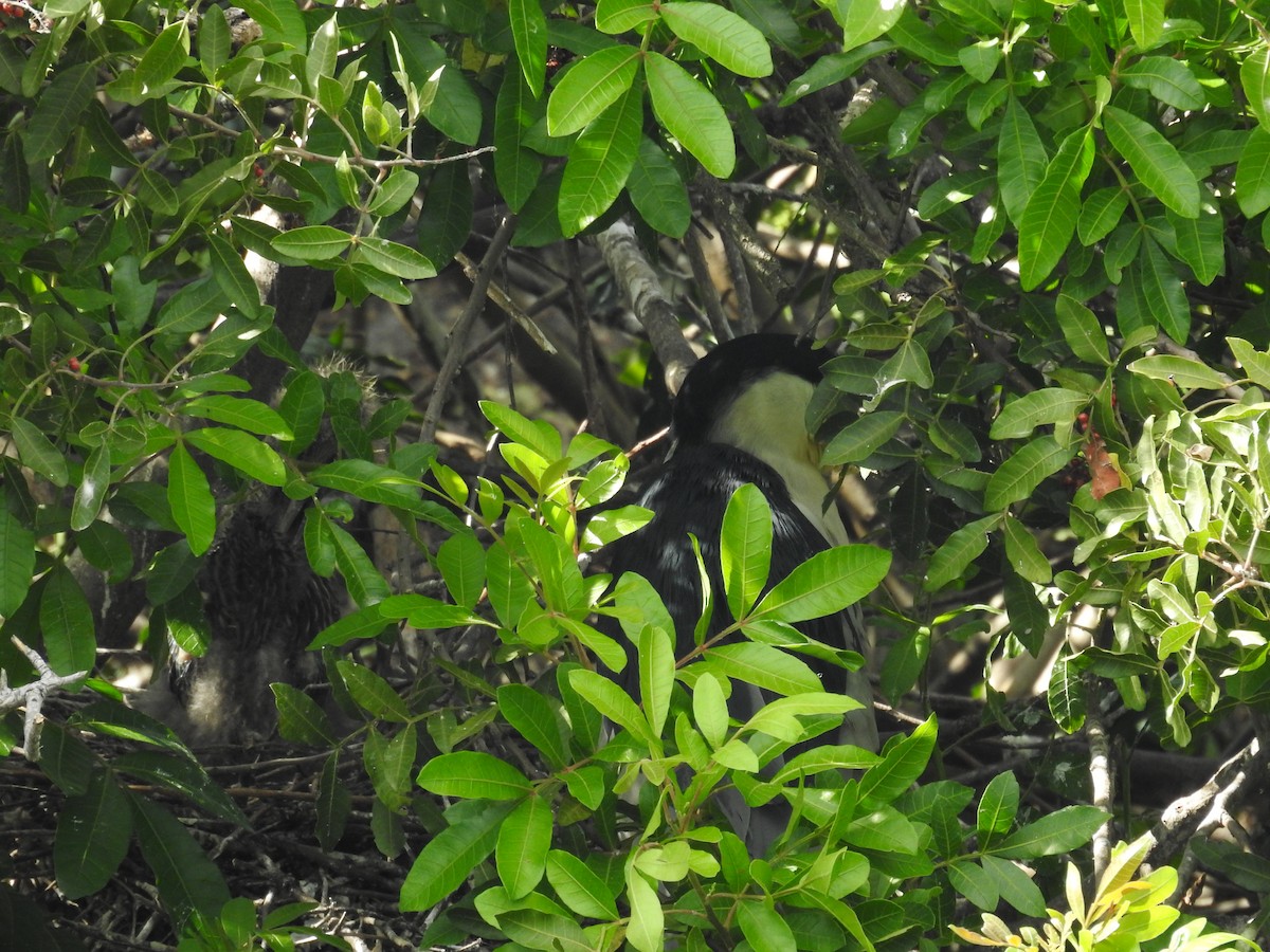 Black-crowned Night Heron - ML616717013