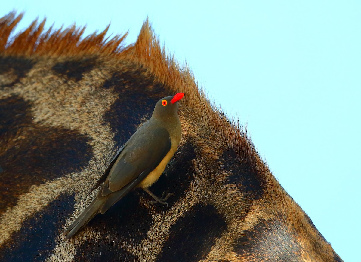 Red-billed Oxpecker - Yannick FRANCOIS