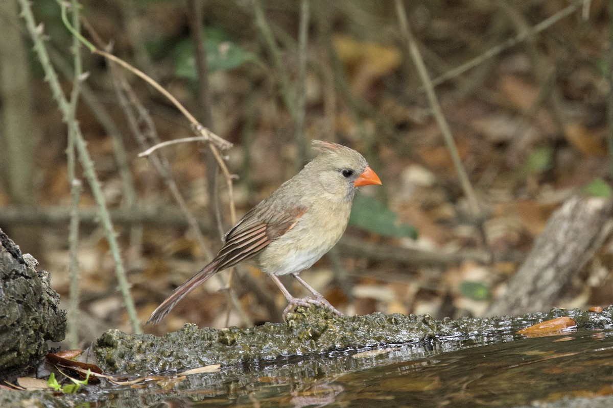 Northern Cardinal - ML616717020