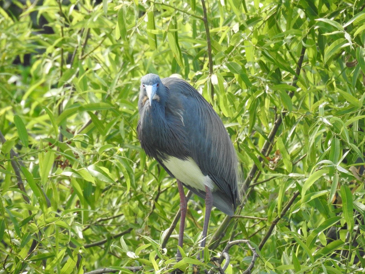 Tricolored Heron - ML616717034