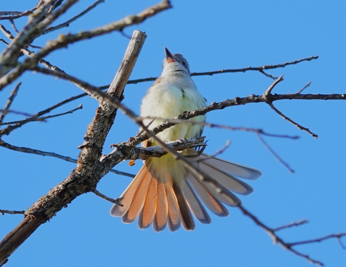 Ash-throated Flycatcher - Doug Willick