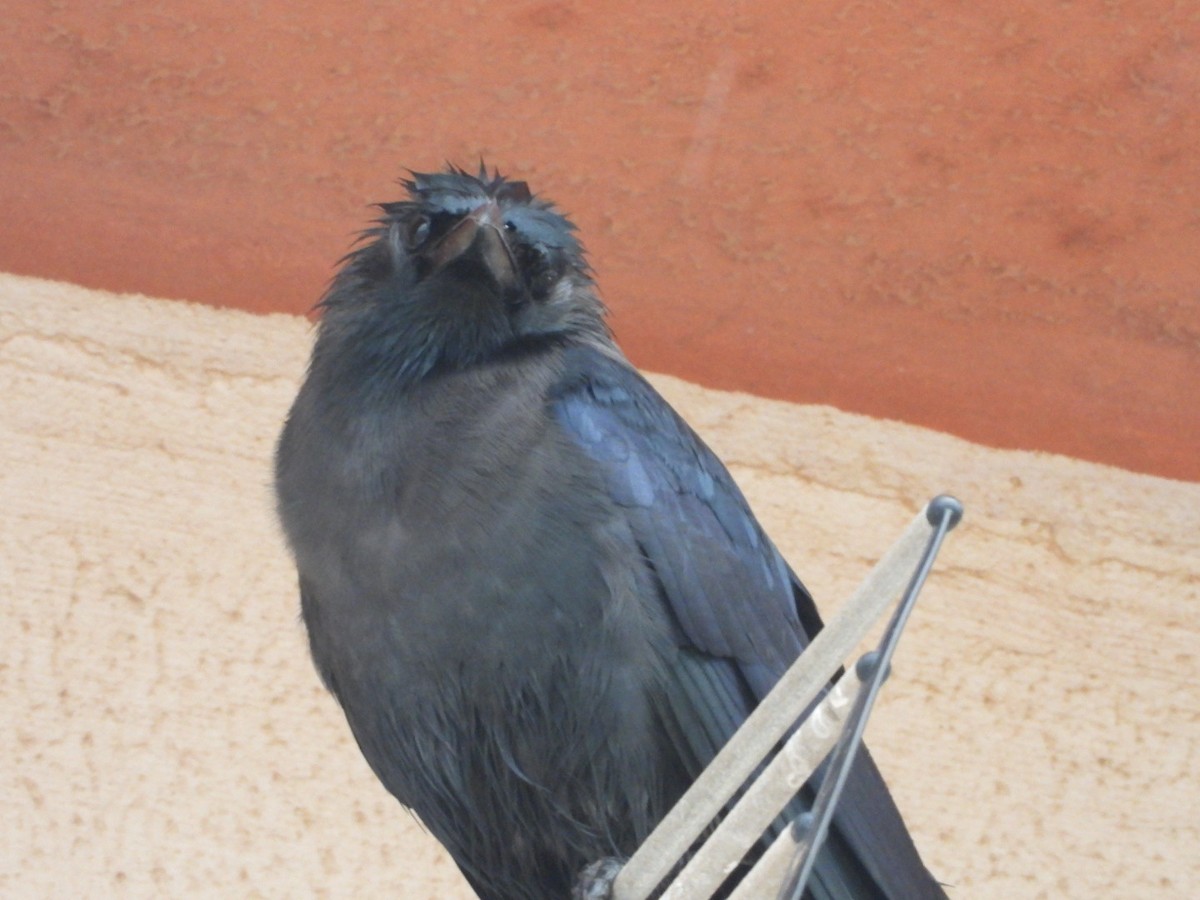 House Crow - ML616717059