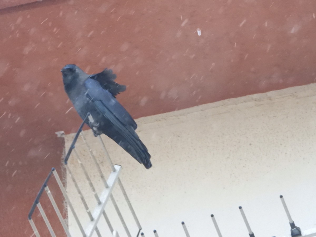 House Crow - ML616717060