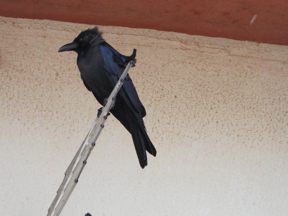 House Crow - ML616717062