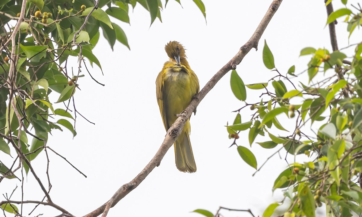 Yellowish Bulbul - ML616717066