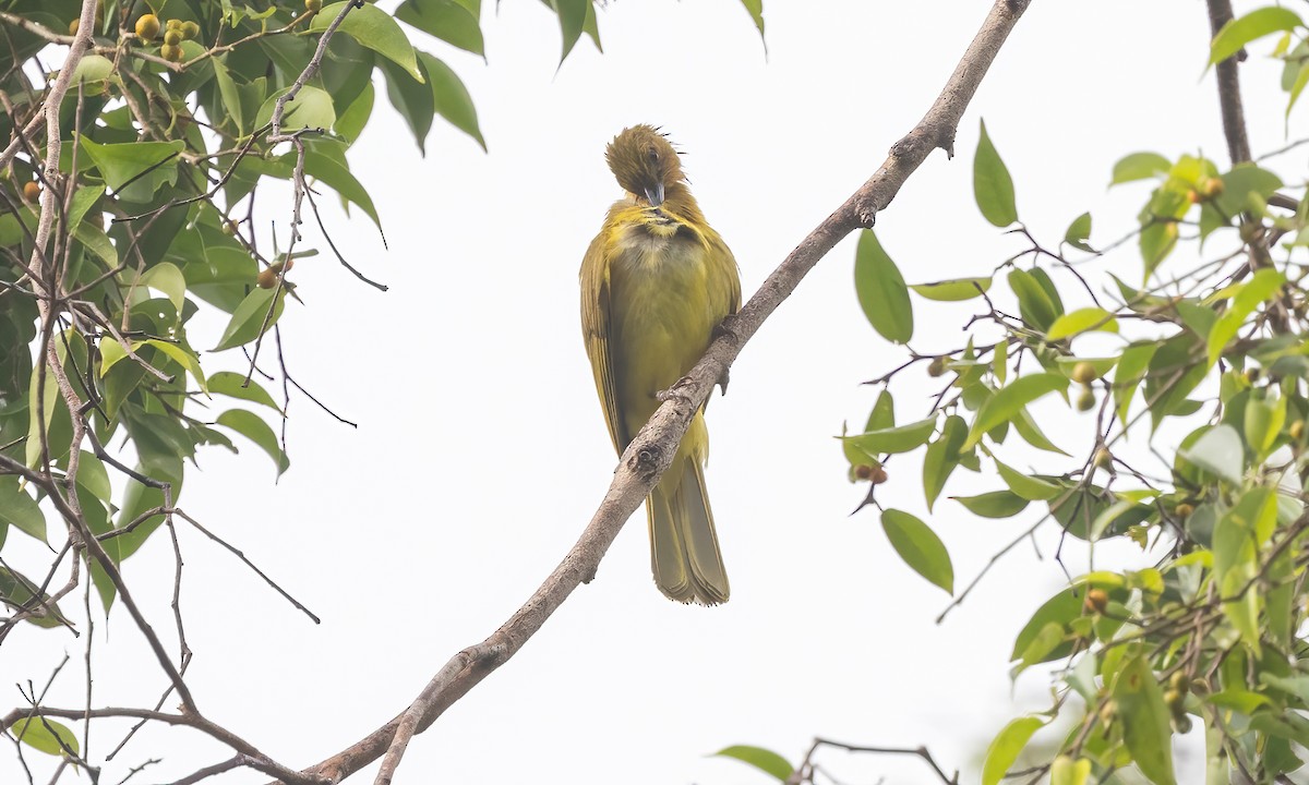 Yellowish Bulbul - ML616717067