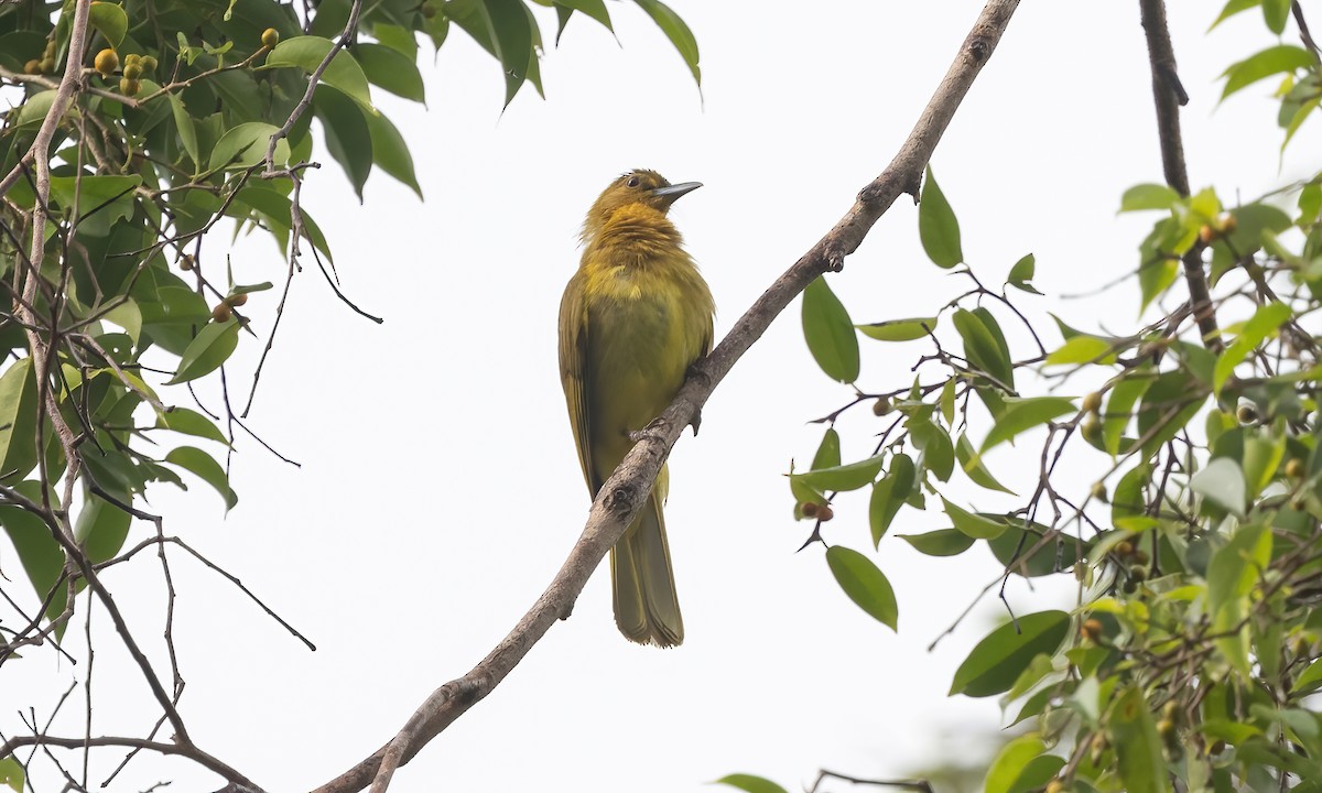 Yellowish Bulbul - Paul Fenwick