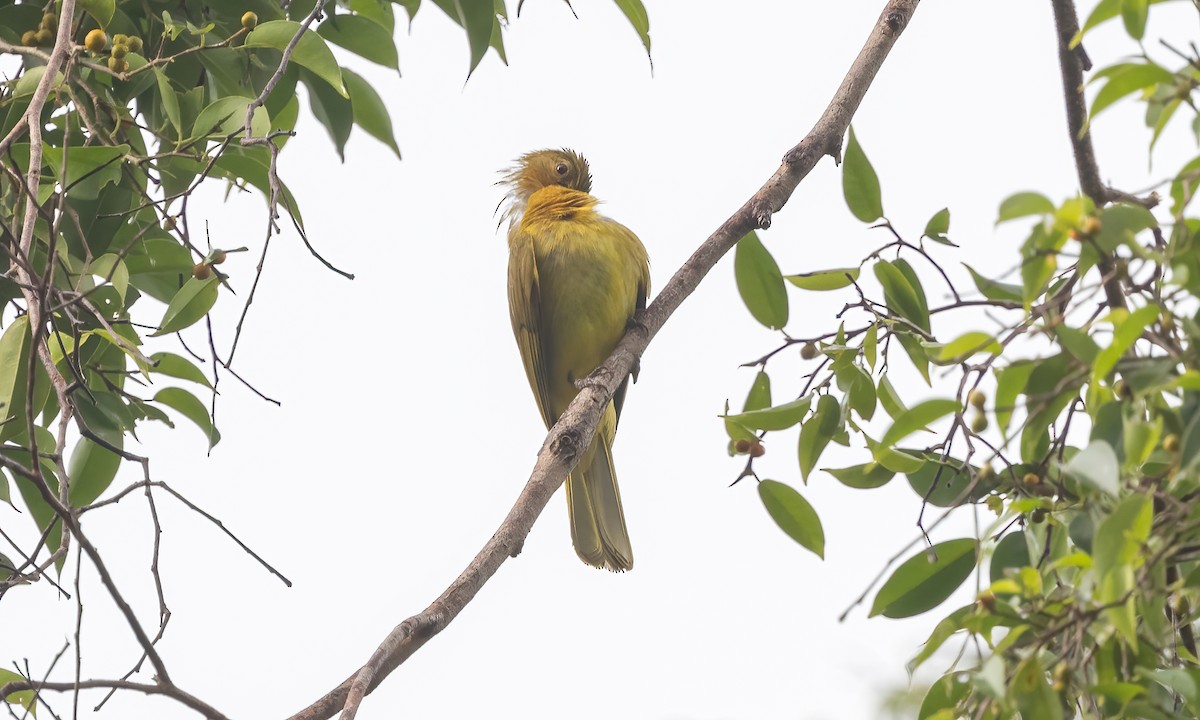 Yellowish Bulbul - ML616717069