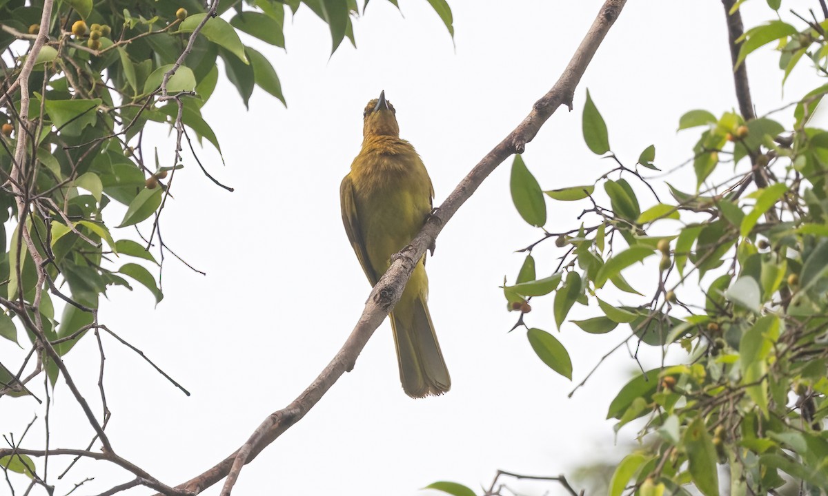 Yellowish Bulbul - ML616717070