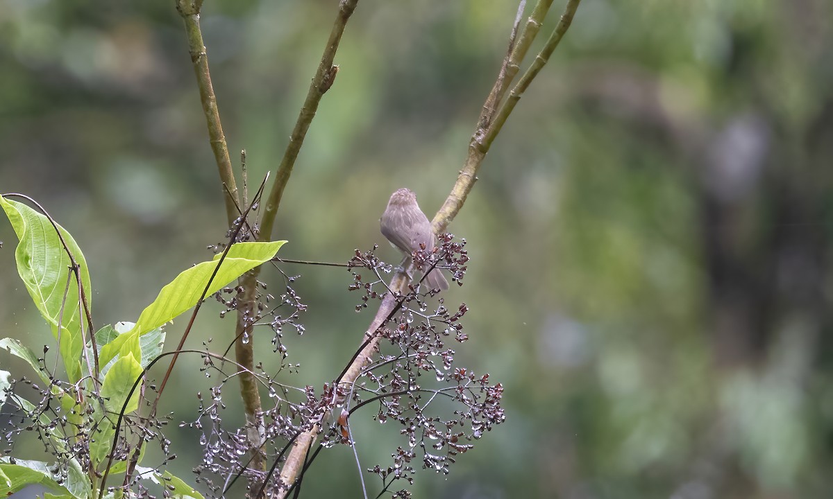 Mindanao Pygmy-Babbler - ML616717075