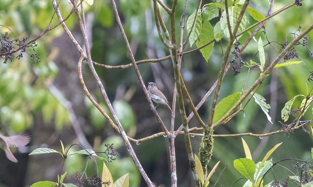 Mindanao Pygmy-Babbler - ML616717076