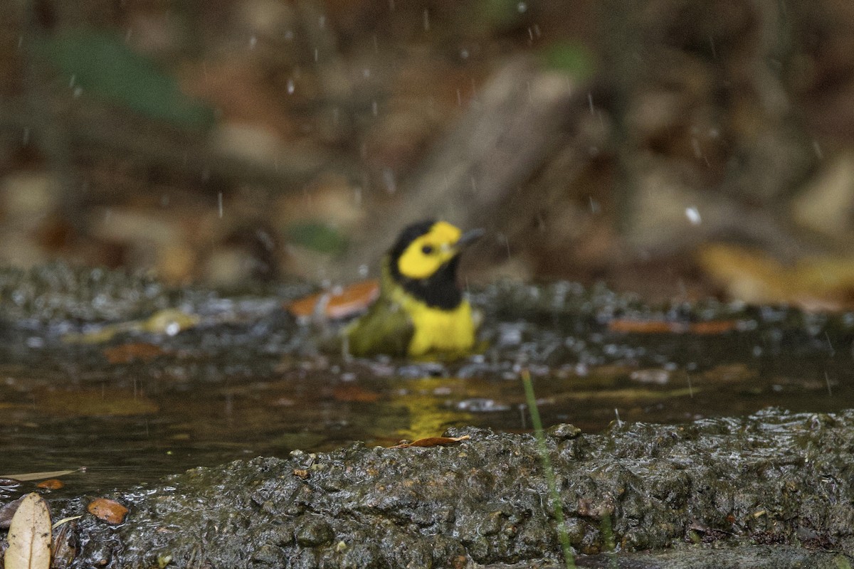 Hooded Warbler - ML616717081