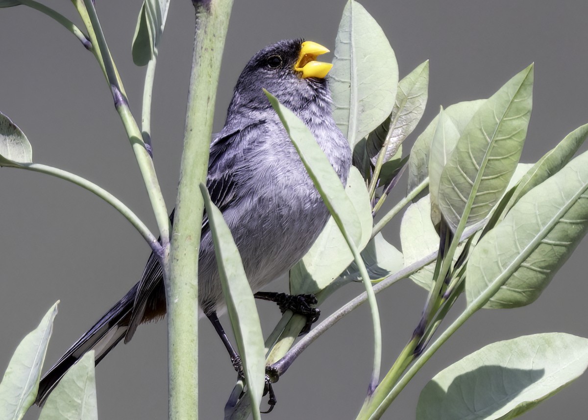 Band-tailed Seedeater - ML616717085