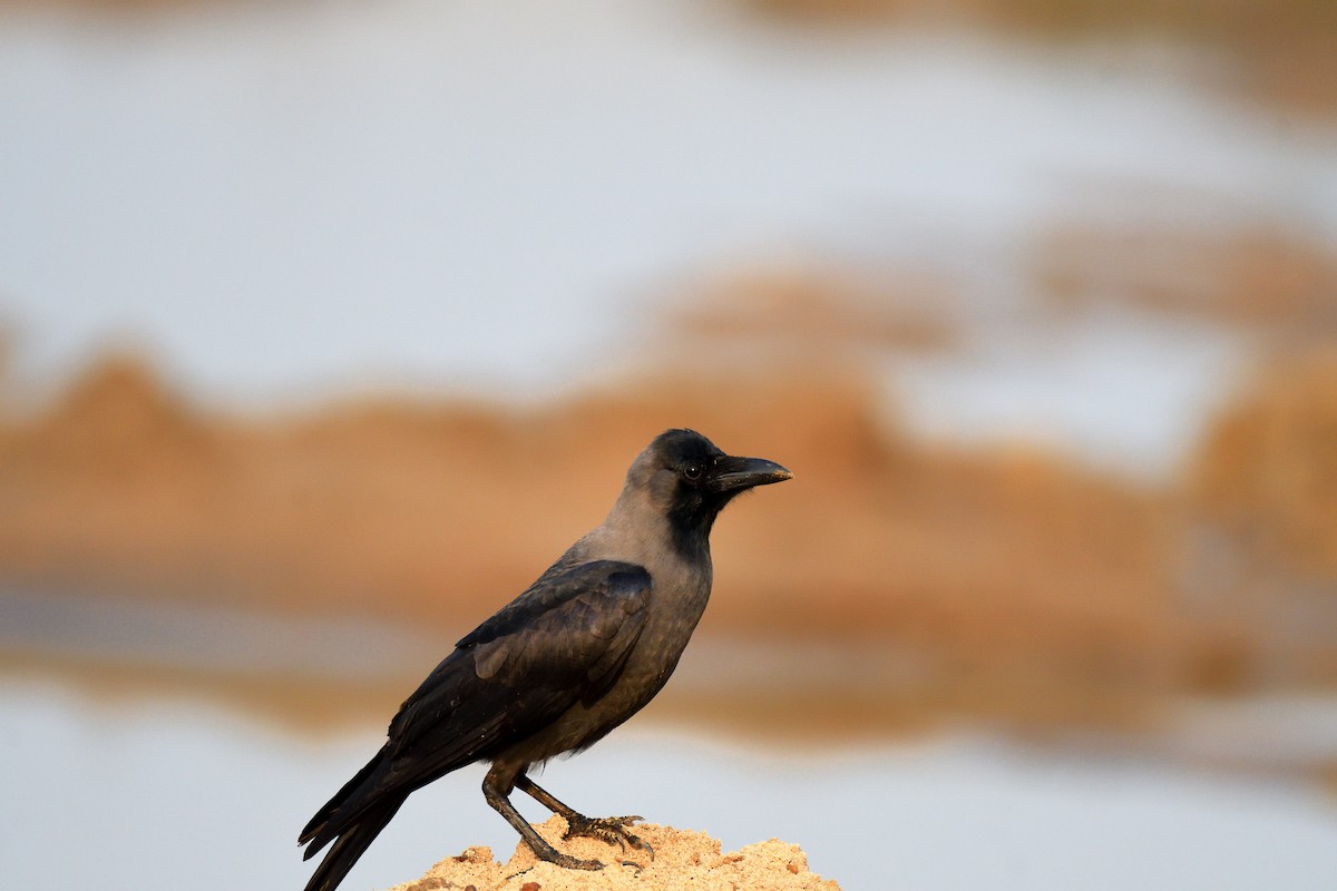 House Crow - ML616717103