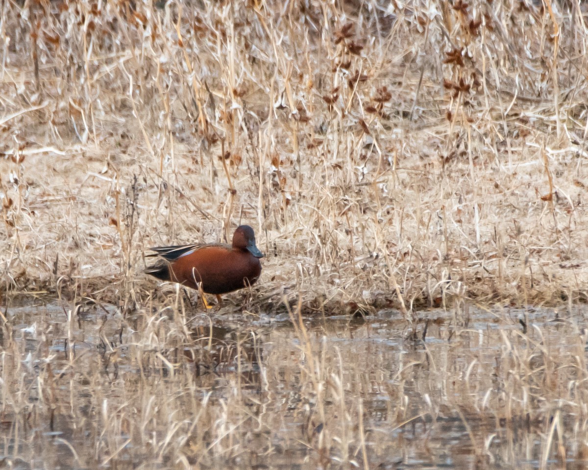 Cinnamon Teal - David Sinton