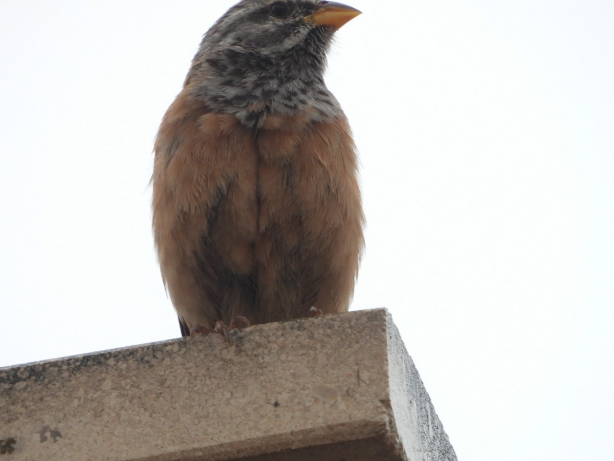 House Bunting - ML616717112