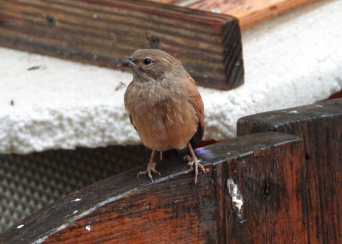 House Bunting - ML616717115