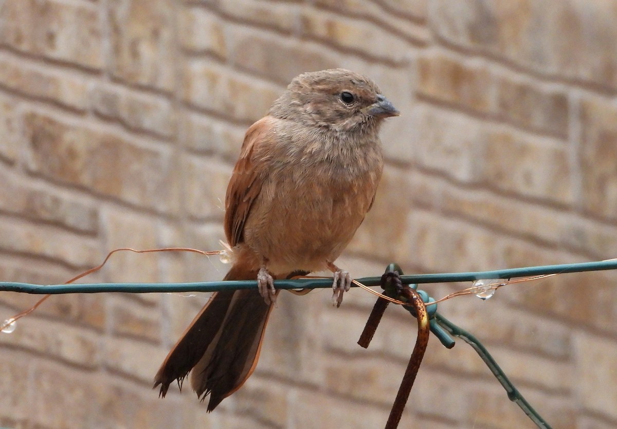 House Bunting - ML616717116