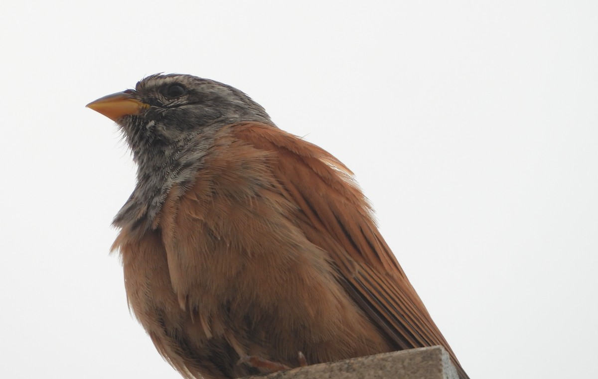 House Bunting - ML616717117