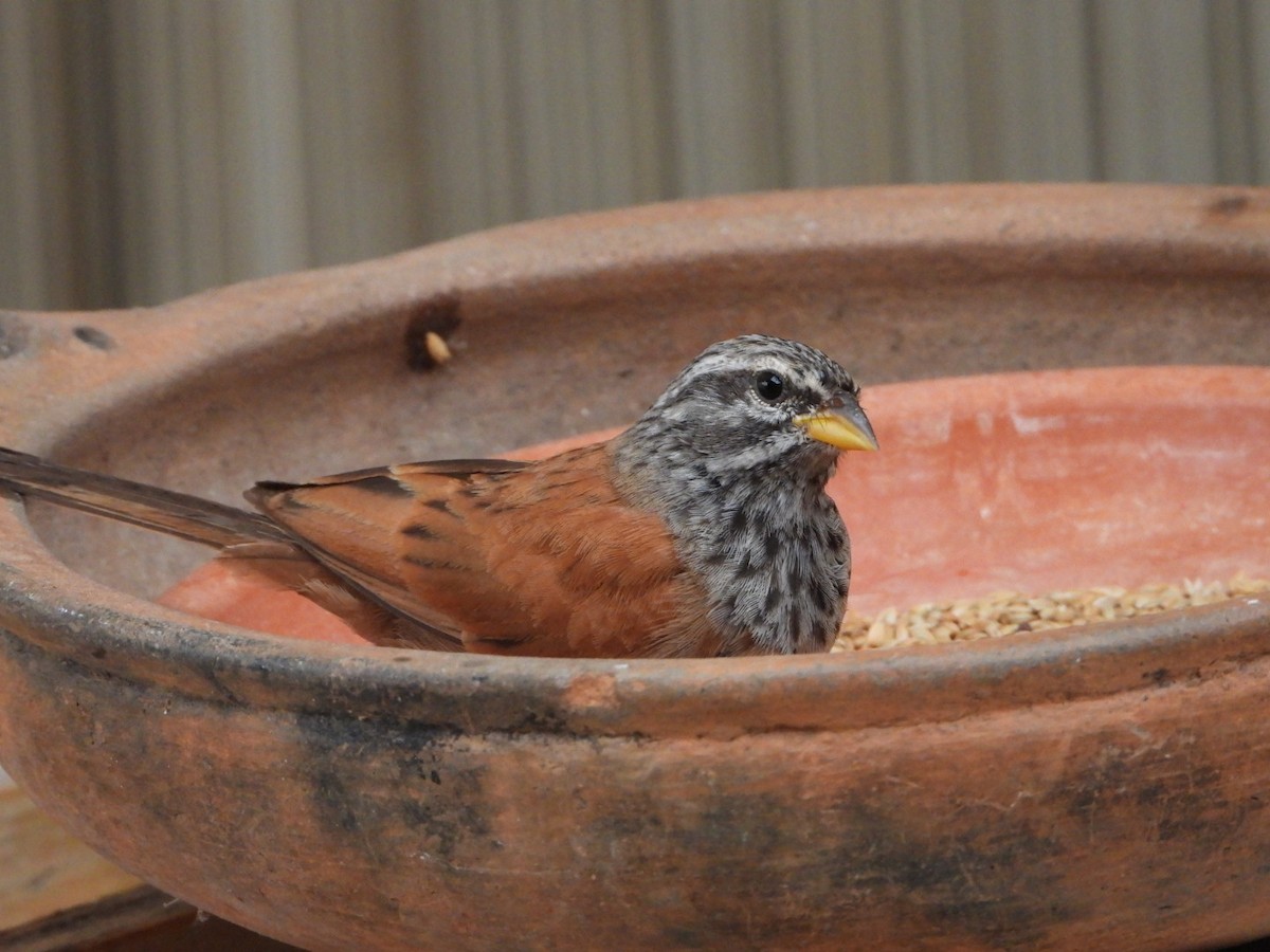 House Bunting - ML616717119