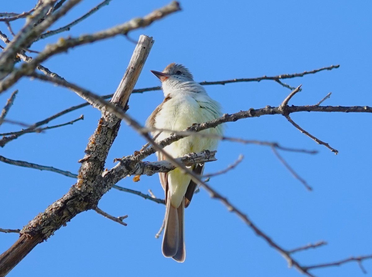 Ash-throated Flycatcher - Doug Willick