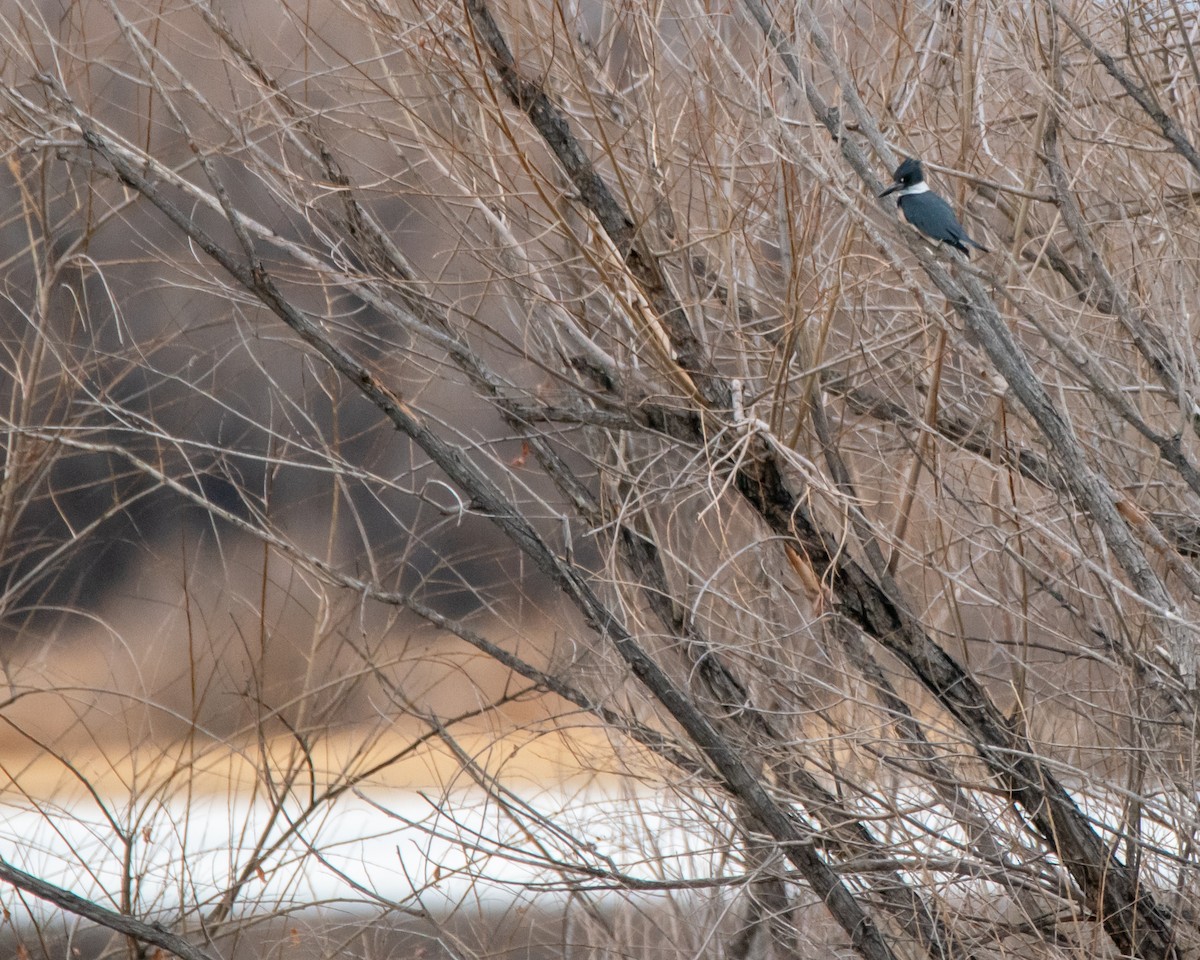 Belted Kingfisher - ML616717127