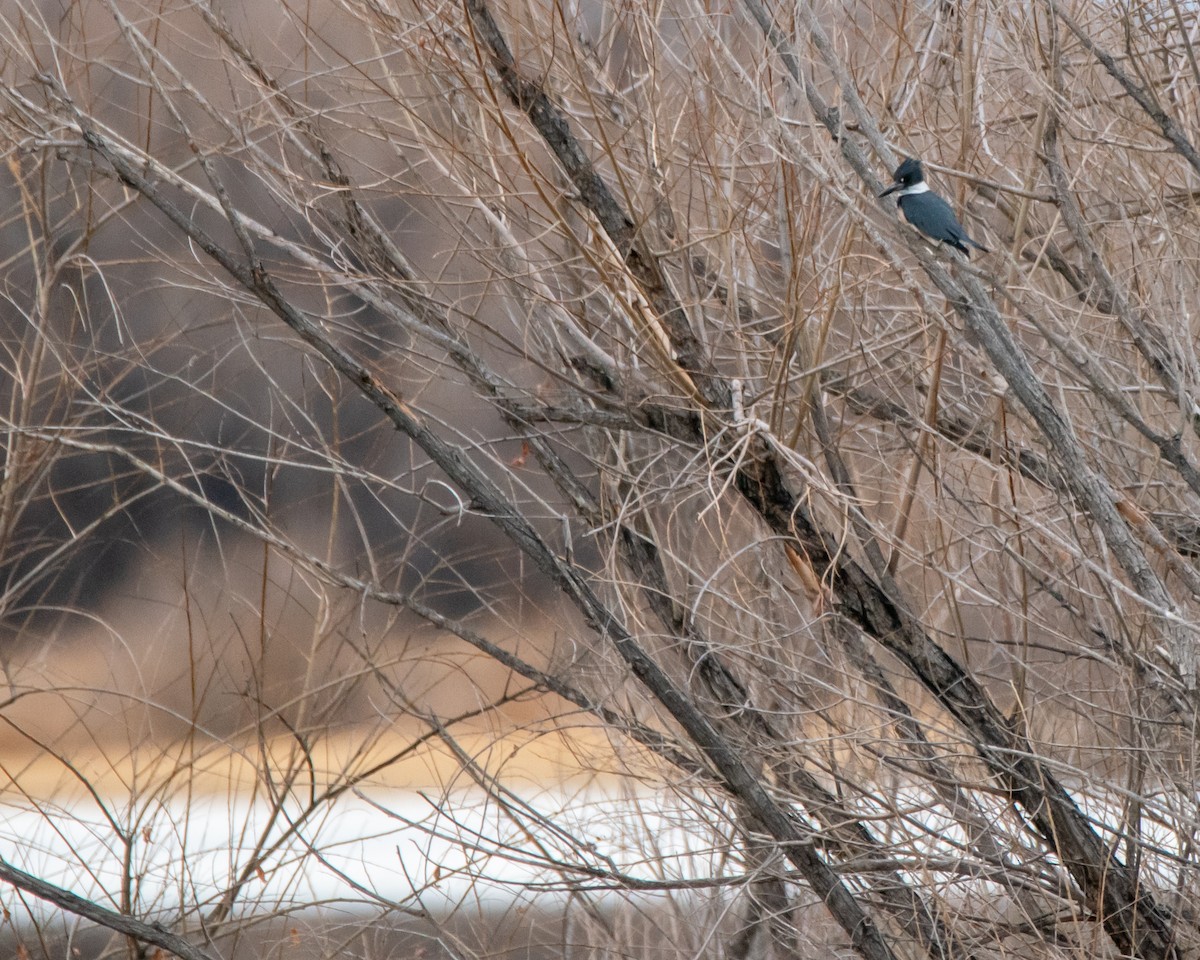 Belted Kingfisher - David Sinton