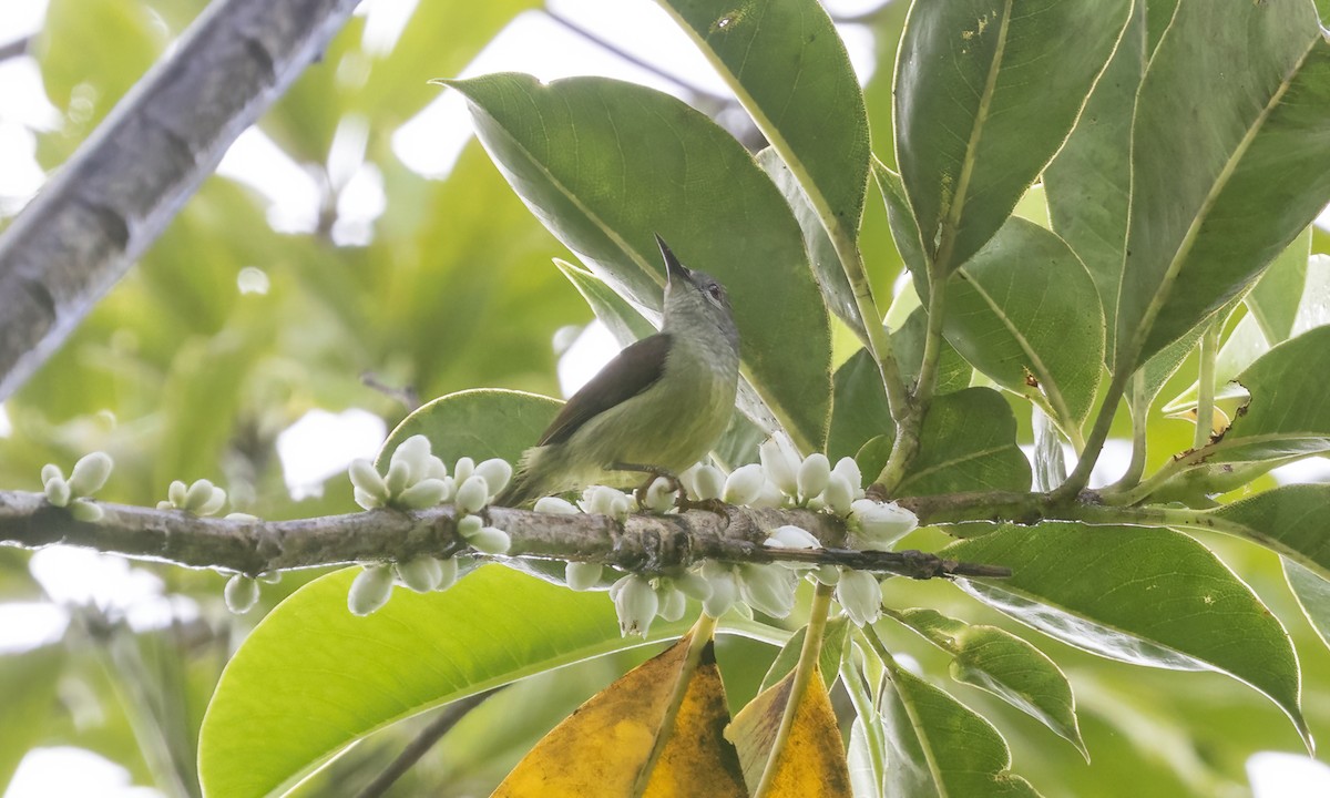 Gray-throated Sunbird - ML616717137