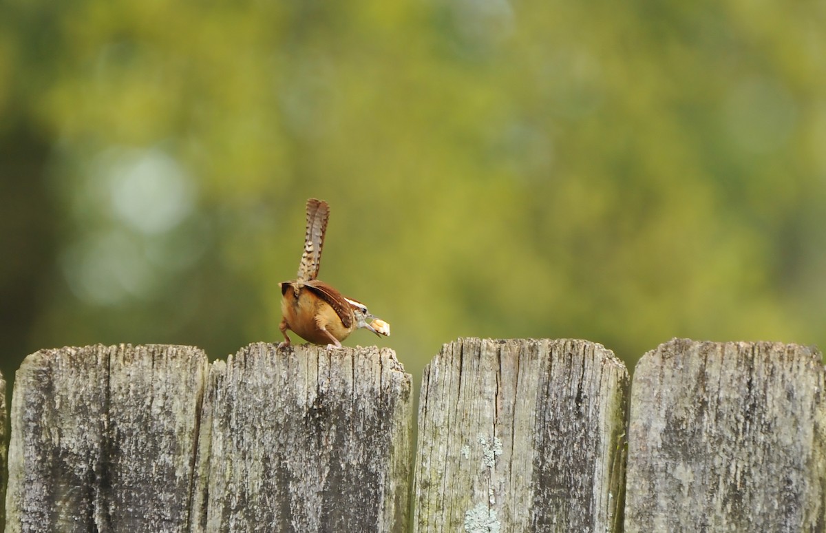 Carolina Wren - ML616717168