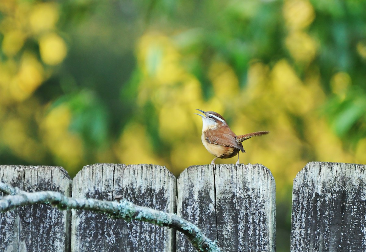 Carolina Wren - ML616717171