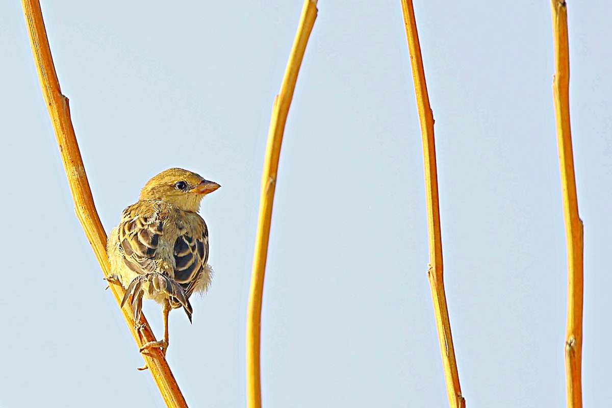 Baya Weaver - Brad Kremer